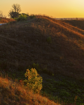 Golden hour light illuminating a hillside with sparse vegetation and a small tree in the middle distance.