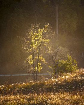 Illuminated trees glowing with warm yellow light in misty evening conditions.