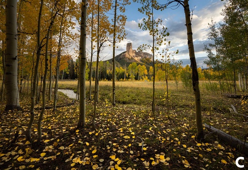 Aspen grove in autumn with golden fallen leaves carpeting the forest floor and a distant rocky peak visible beyond a meadow.