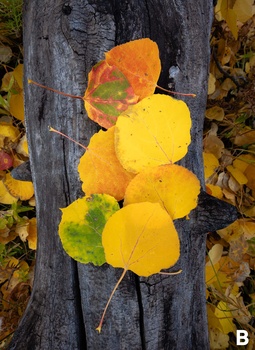Autumn aspen leaves in shades of yellow, orange, and green arranged on weathered gray bark.