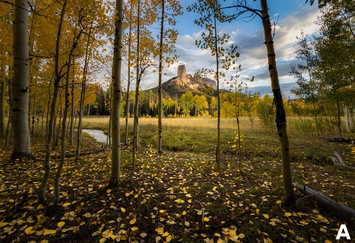 Aspen forest in autumn with fallen golden leaves covering the ground and a distant mountain peak visible across a meadow.