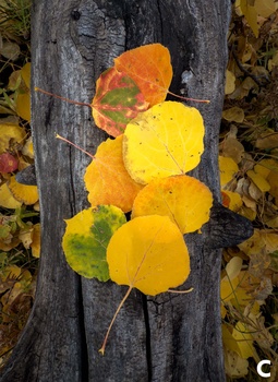 Autumn aspen leaves in shades of yellow, orange, and red arranged on weathered gray wood.