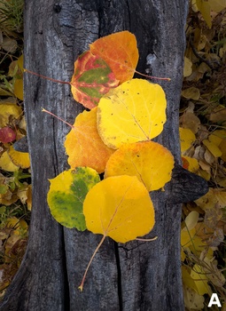 Autumn aspen leaves in yellow, orange, and green tones arranged on weathered gray wood.