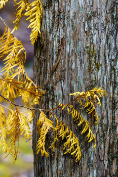 Golden larch needles in autumn against weathered gray tree bark with soft bokeh background.