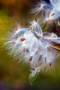 Macro photograph of a dandelion seedhead with delicate filaments and reddish-brown seeds against a soft blurred background.