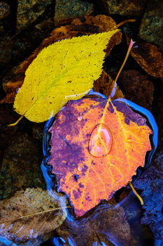 Yellow and orange autumn leaves resting on dark wet rocks with blue mineral deposits.