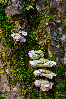 White shelf fungi growing in vertical rows on moss-covered tree bark.