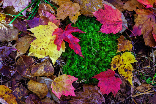 Vibrant autumn maple leaves in shades of pink, yellow, and magenta scattered among green moss and brown leaf litter.