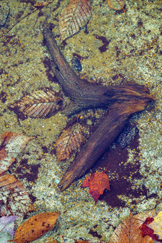 Brown salamander on moss-covered rocks surrounded by autumn leaves.
