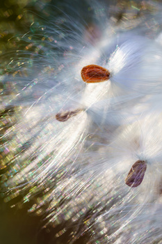 Rocks and pebbles submerged in shallow water with circular ripple patterns radiating outward.