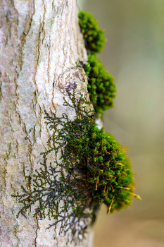 Vibrant green moss and lichen growing on weathered tree bark in close-up detail.