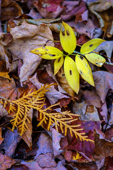 Yellow autumn leaves arranged among brown and purple fallen foliage on the ground.