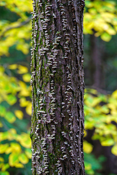 Textured tree bark with moss and lichen growth, backlit by soft natural light with blurred green foliage background.