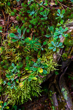 Dense moss and low vegetation covering forest floor with varied green and yellow tones.