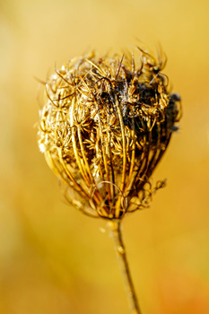 Dried seedpod with delicate, skeletal structure backlit against warm yellow background.