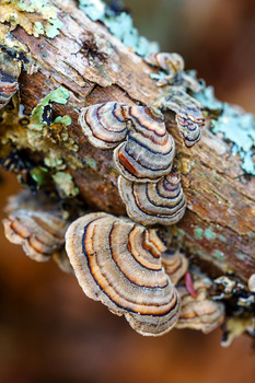 Tiered shelf fungi with concentric rings attached to lichen-covered bark.