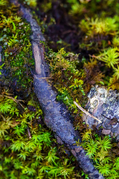 Moss and lichen growing densely on weathered gray branches and stones in close-up detail.