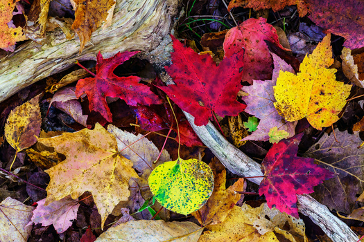 Fallen autumn leaves in vibrant red, yellow, and pink scattered on the ground with weathered branches.