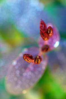 Red and yellow wildflower buds in sharp focus against a soft, blurred background with green and blue bokeh.
