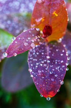 Close-up of purple and orange flower petals covered in water droplets with soft, blurred background.