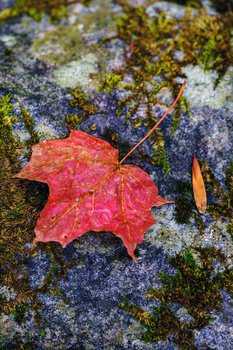 Vibrant red autumn maple leaf resting on moss-covered stone surface.