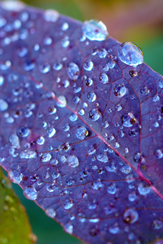 Purple leaf covered with water droplets and dew in macro detail.