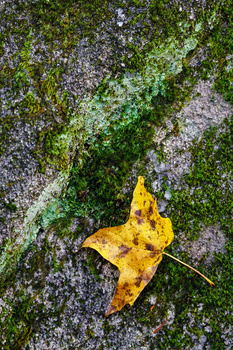 Yellow autumn leaf resting on moss-covered concrete with patches of green lichen.