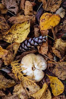 Overhead flat lay of autumn leaves, pine cone, and mushroom arranged on forest floor.