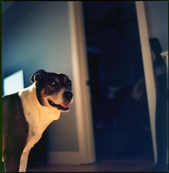 Black and tan dog peering around a doorway with warm backlighting creating rim light around its head and body.