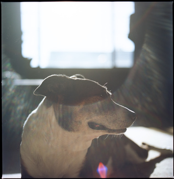 Dog's head in profile, backlit by a bright window with soft rim lighting across fur.
