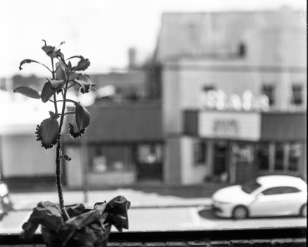 Wilted flower stem in sharp focus against blurred urban street with parked car and buildings.