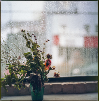Wilted flowers in a teal vase on a windowsill with rain-streaked glass and blurred urban background.