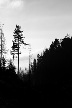 Silhouetted coniferous forest with one tall pine standing prominently among shorter trees against an overcast sky.