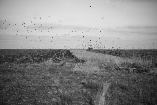 Tractor plowing a vast agricultural field with a flock of birds flying overhead in a overcast sky.