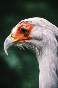 Close-up portrait of a bald eagle's head showing distinctive white plumage, orange-red facial markings, and curved beak against a blurred green background.