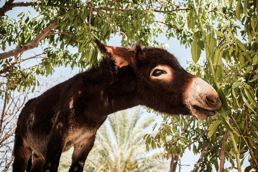 Dark brown goat stretching to eat leaves from a hanging willow branch against blue sky.
