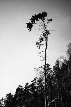 Tall conifer tree with dense foliage at top, silhouetted against overcast sky with bare branches visible below.