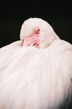 Pink crustacean sculpture resting on white fluffy feathered surface against dark background.