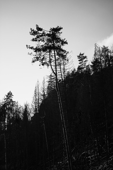 Tall pine trees with sparse foliage silhouetted against a gray sky in a monochromatic forest scene.