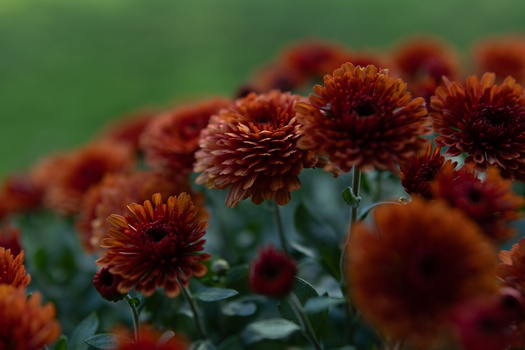 Deep red and burgundy dahlias in sharp focus with soft green background blur.