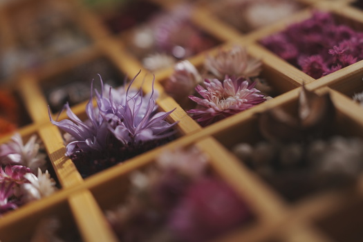 Purple flowers arranged in wooden grid compartments with selective focus on foreground blooms.