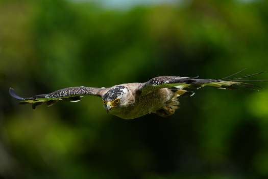 Osprey in flight with wings spread wide, talons extended, against blurred green foliage background.