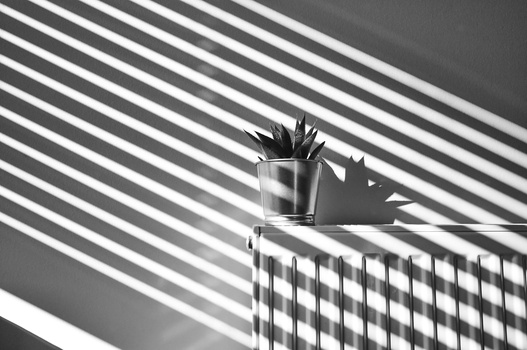 Potted plant with spiky leaves casting geometric shadow on striped wall surface.