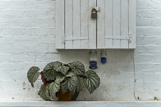 Potted plant with variegated green and white leaves against a weathered white brick wall with a closed cabinet above.