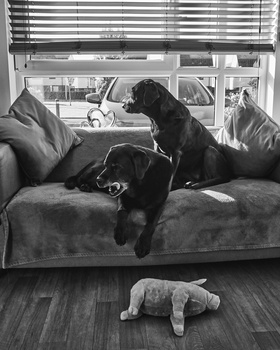 Black dog sitting on a gray couch with a small toy on the floor below in a monochromatic black and white photograph.