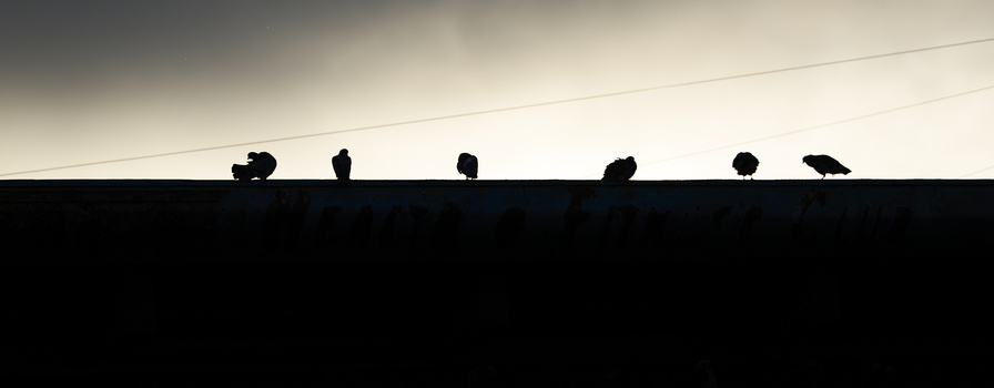 Silhouettes of six birds perched on a horizontal wire or roofline against an overcast sky.