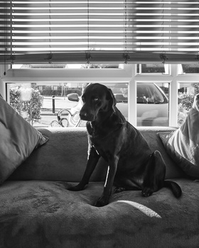 Black dog sitting on a bed looking out a window with venetian blinds and suburban landscape visible.