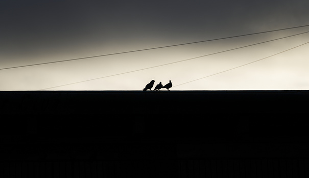 Silhouette of three people standing on a roofline against a dramatic sky with power lines.