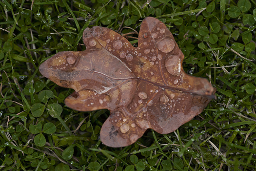 Brown oak leaf covered with water droplets resting on green moss and grass.
