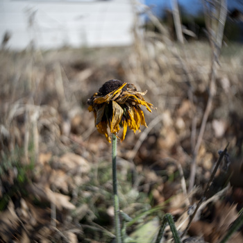 Wilted yellow flower with drooping petals in sharp focus against a blurred, barren field background.